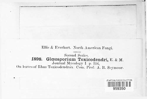 Marssonina toxicodendri image